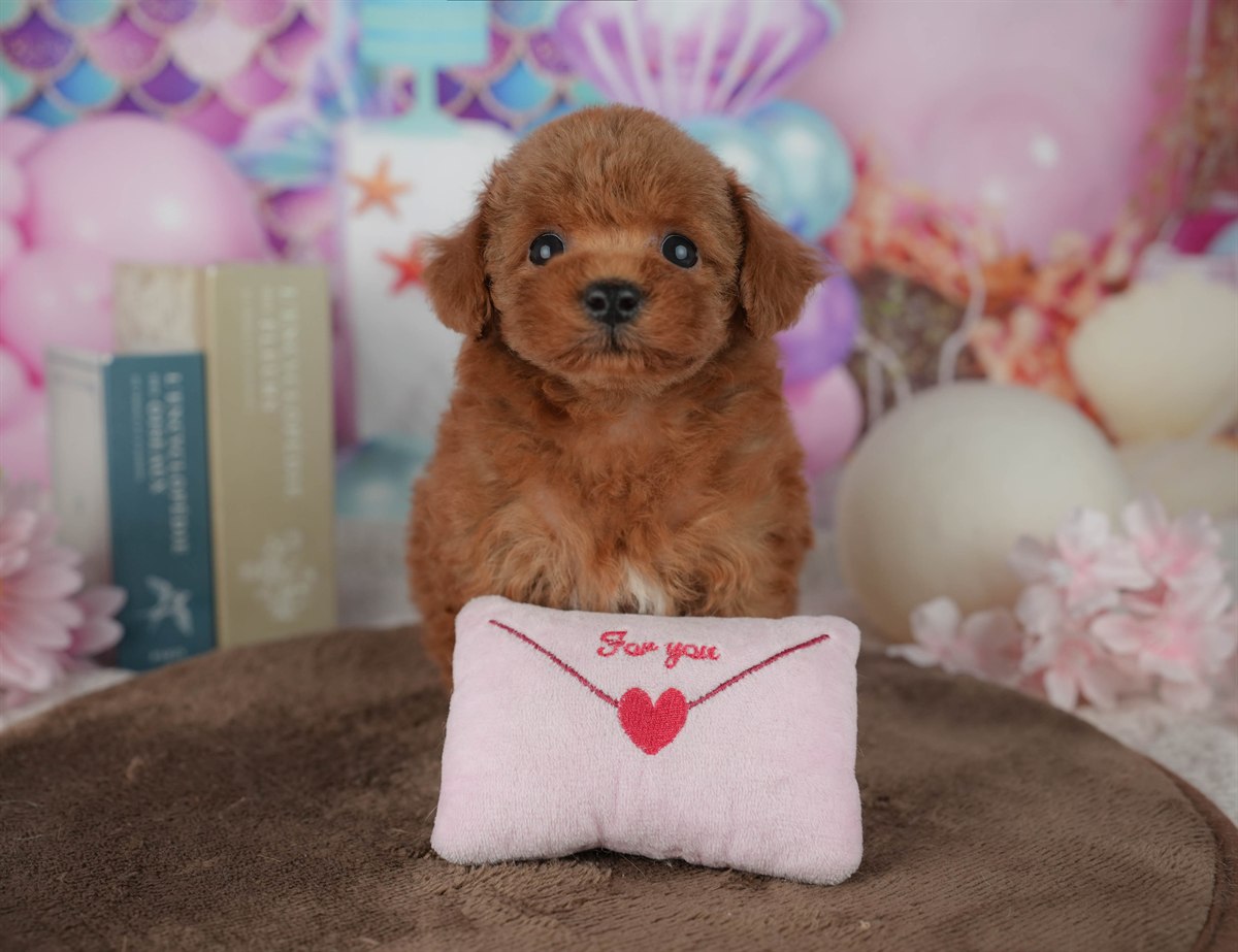 トイ・プードル | 男の子 | レッド | 2026年2月23日（ID:dog-200015689）