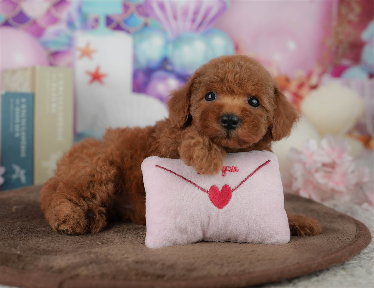 トイ・プードル | 男の子 | レッド | 2026年2月23日（ID:dog-200015689）