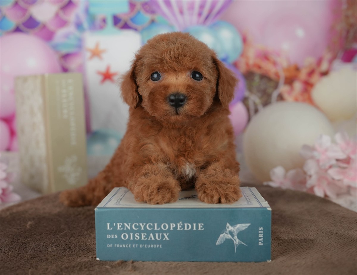 トイ・プードル | 男の子 | レッド | 2026年2月23日（ID:dog-200015689）