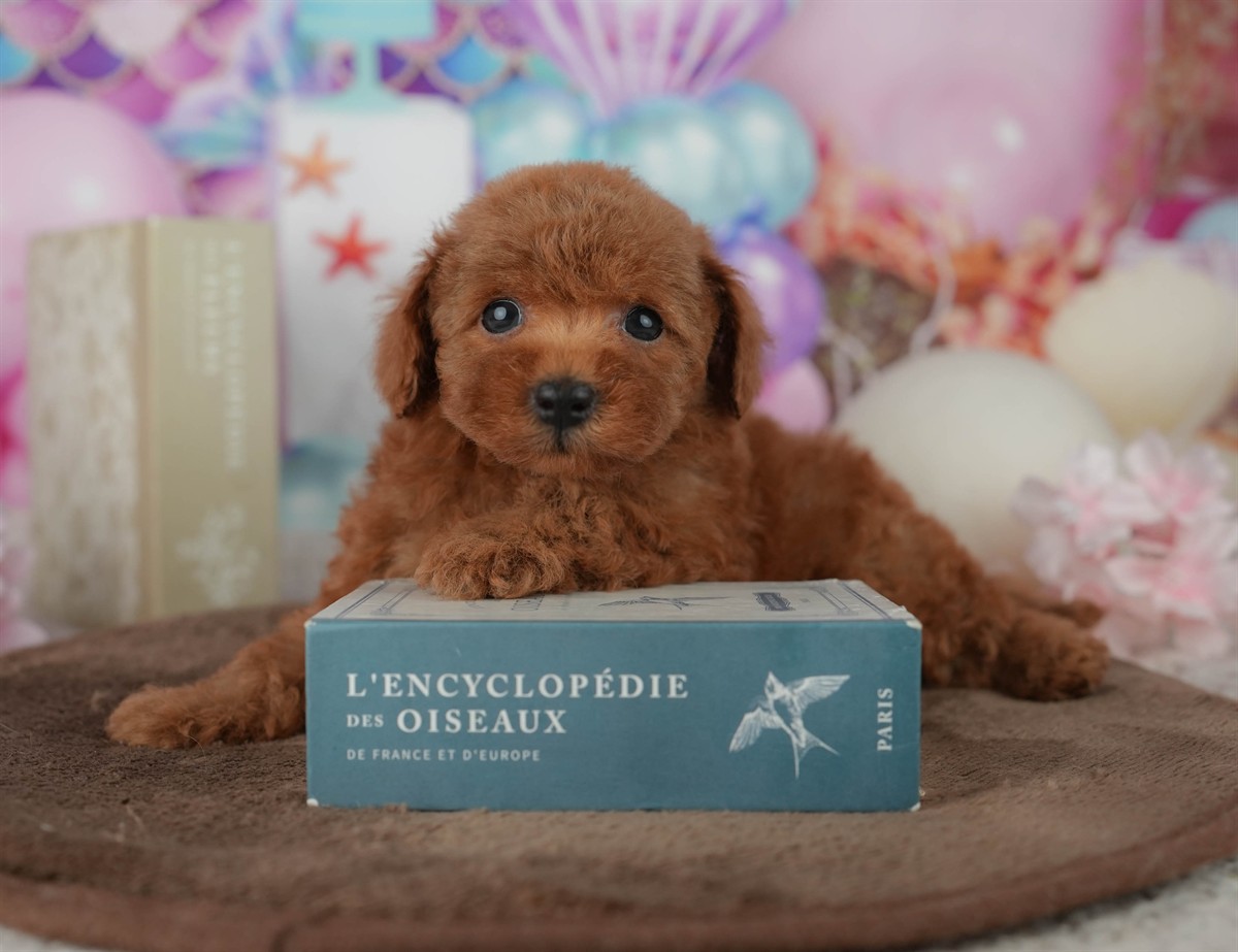 トイ・プードル | 男の子 | レッド | 2026年2月23日（ID:dog-200015689）