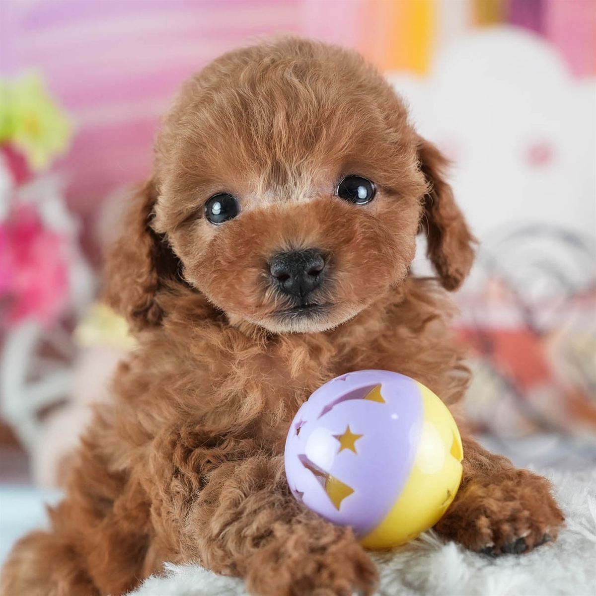 トイ・プードル | 女の子 | レッド | 2026年2月23日（ID:dog-200015690）