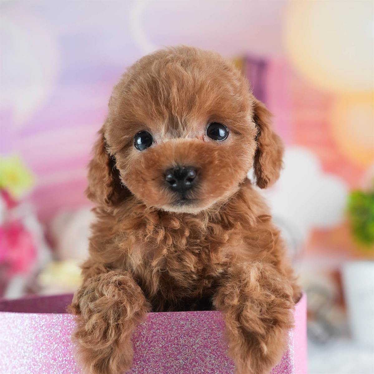 トイ・プードル | 女の子 | レッド | 2026年2月23日（ID:dog-200015690）