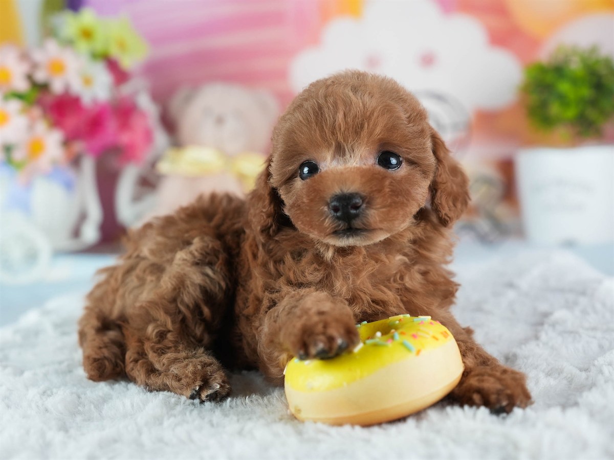 トイ・プードル | 女の子 | レッド | 2026年2月23日（ID:dog-200015690）