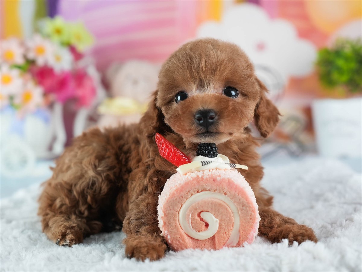 トイ・プードル | 女の子 | レッド | 2026年2月23日（ID:dog-200015690）