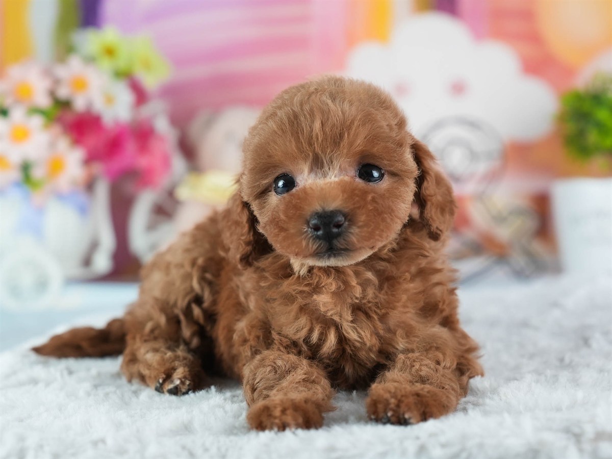 トイ・プードル | 女の子 | レッド | 2026年2月23日（ID:dog-200015690）