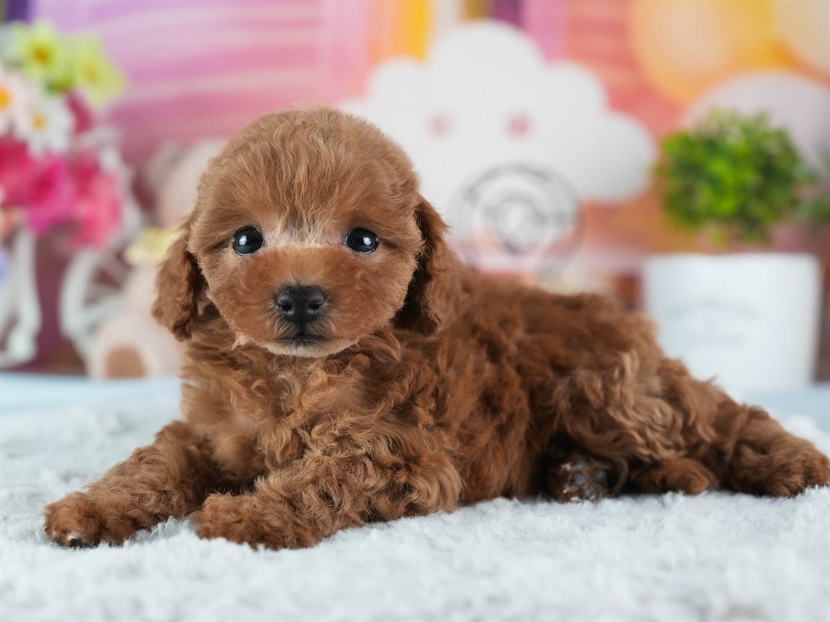 トイ・プードル | 女の子 | レッド | 2026年2月23日（ID:dog-200015690）