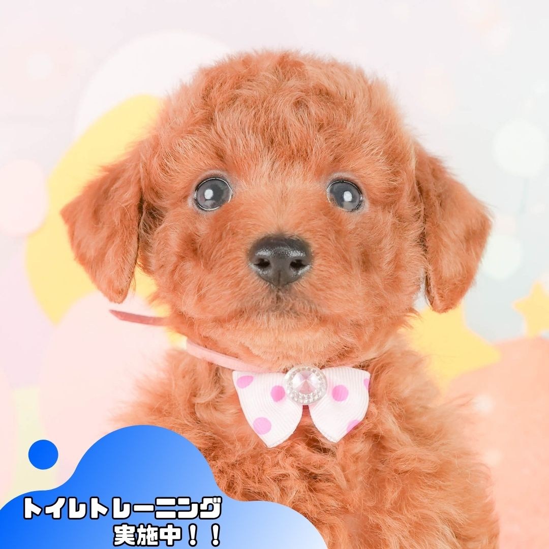 トイ・プードル | 女の子 | レッド | 2026年2月24日（ID:dog-200015696）