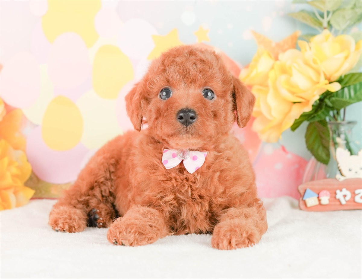 トイ・プードル | 女の子 | レッド | 2026年2月24日（ID:dog-200015696）