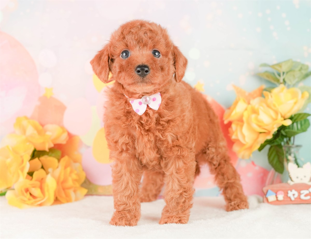 トイ・プードル | 女の子 | レッド | 2026年2月24日（ID:dog-200015696）