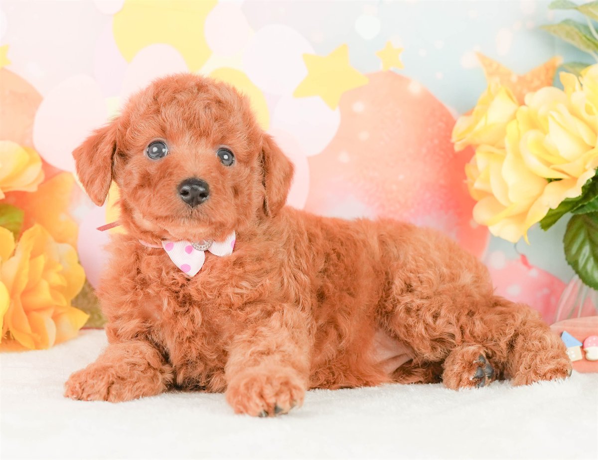 トイ・プードル | 女の子 | レッド | 2026年2月24日（ID:dog-200015696）