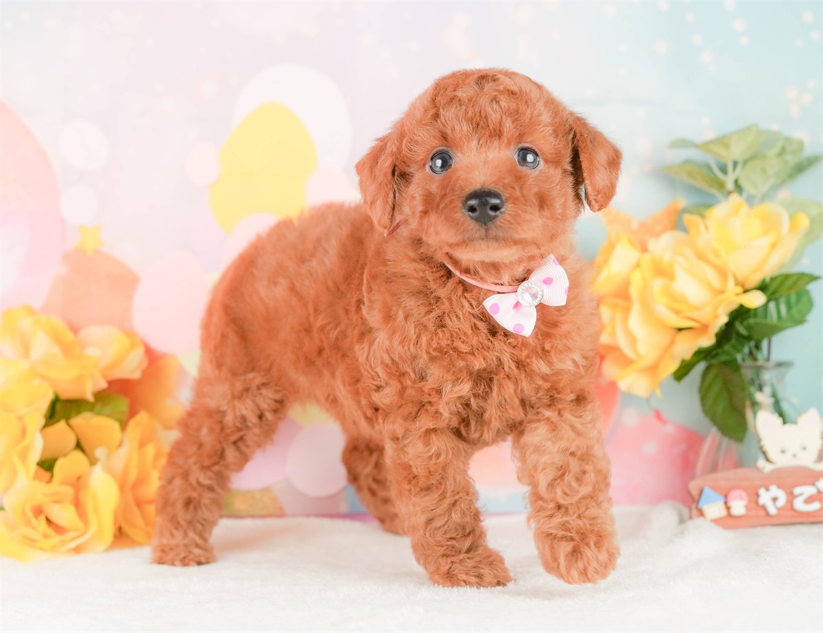 トイ・プードル | 女の子 | レッド | 2026年2月24日（ID:dog-200015696）