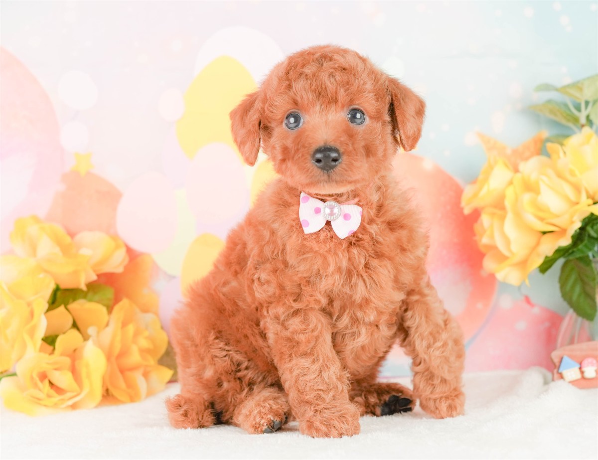 トイ・プードル | 女の子 | レッド | 2026年2月24日（ID:dog-200015696）