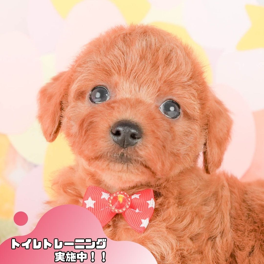 トイ・プードル | 女の子 | レッド | 2026年2月24日（ID:dog-200015697）