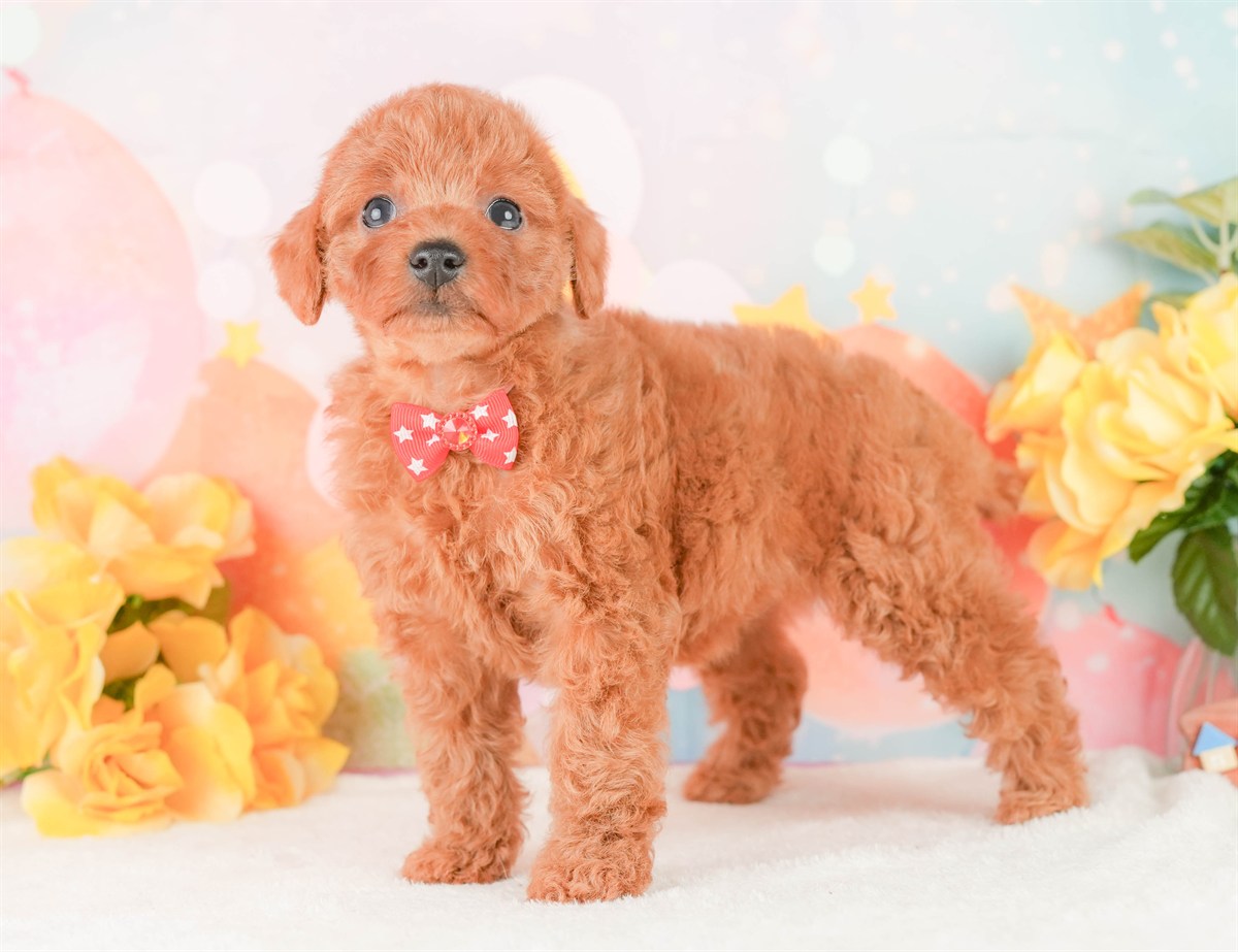 トイ・プードル | 女の子 | レッド | 2026年2月24日（ID:dog-200015697）