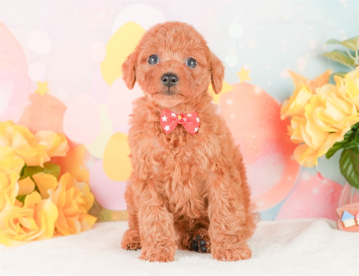 トイ・プードル | 女の子 | レッド | 2026年2月24日（ID:dog-200015697）