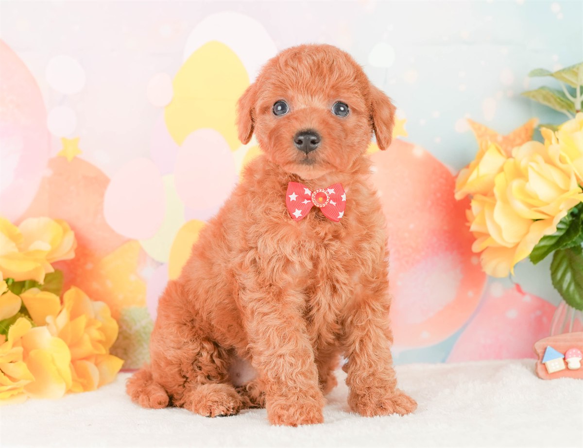 トイ・プードル | 女の子 | レッド | 2026年2月24日（ID:dog-200015697）