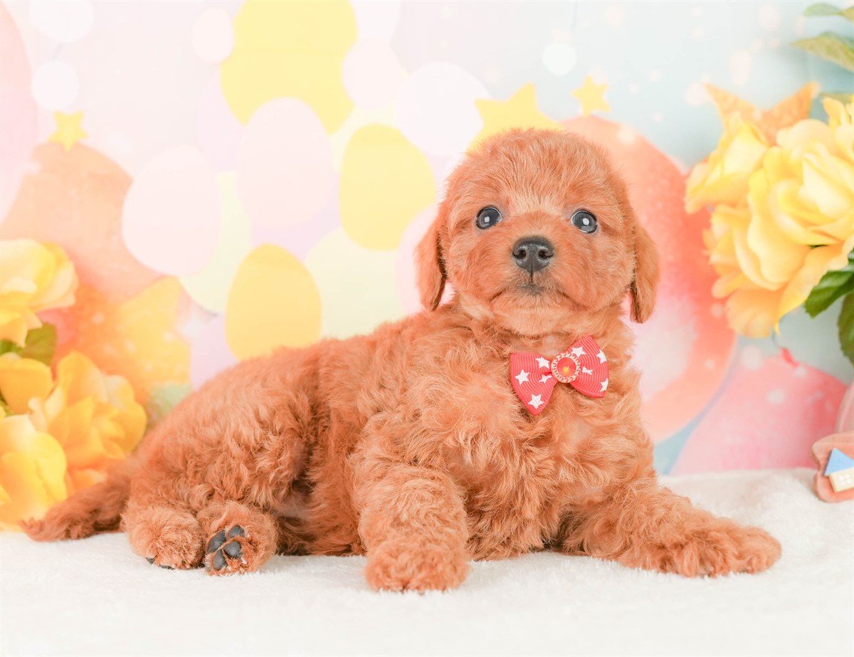 トイ・プードル | 女の子 | レッド | 2026年2月24日（ID:dog-200015697）