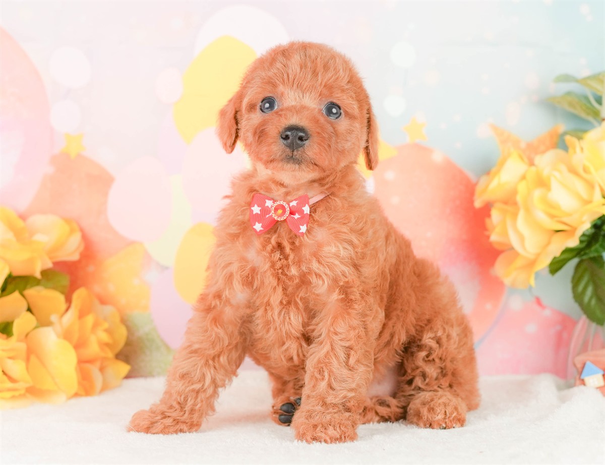 トイ・プードル | 女の子 | レッド | 2026年2月24日（ID:dog-200015697）