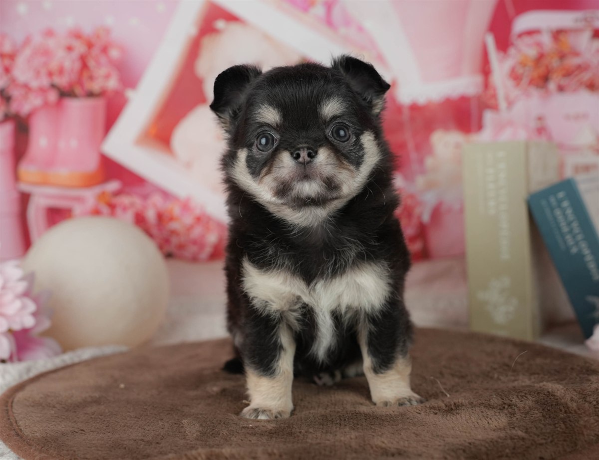 チワワ(ロング) | 女の子 | ブラック&タン | 2026年2月24日（ID:dog-200015699）