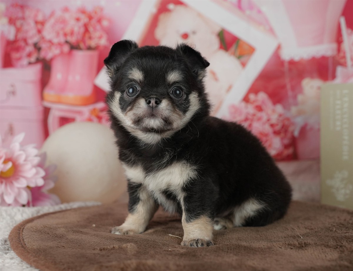 チワワ(ロング) | 女の子 | ブラック&タン | 2026年2月24日（ID:dog-200015699）