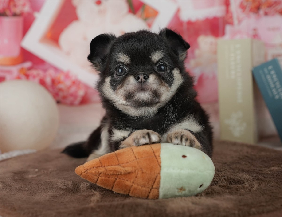 チワワ(ロング) | 女の子 | ブラック&タン | 2026年2月24日（ID:dog-200015699）