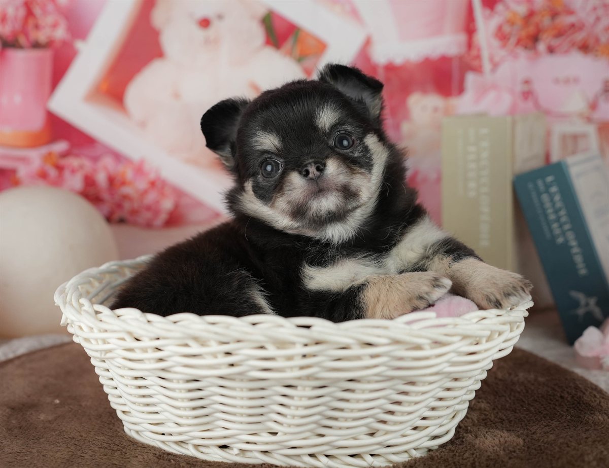 チワワ(ロング) | 女の子 | ブラック&タン | 2026年2月24日（ID:dog-200015699）