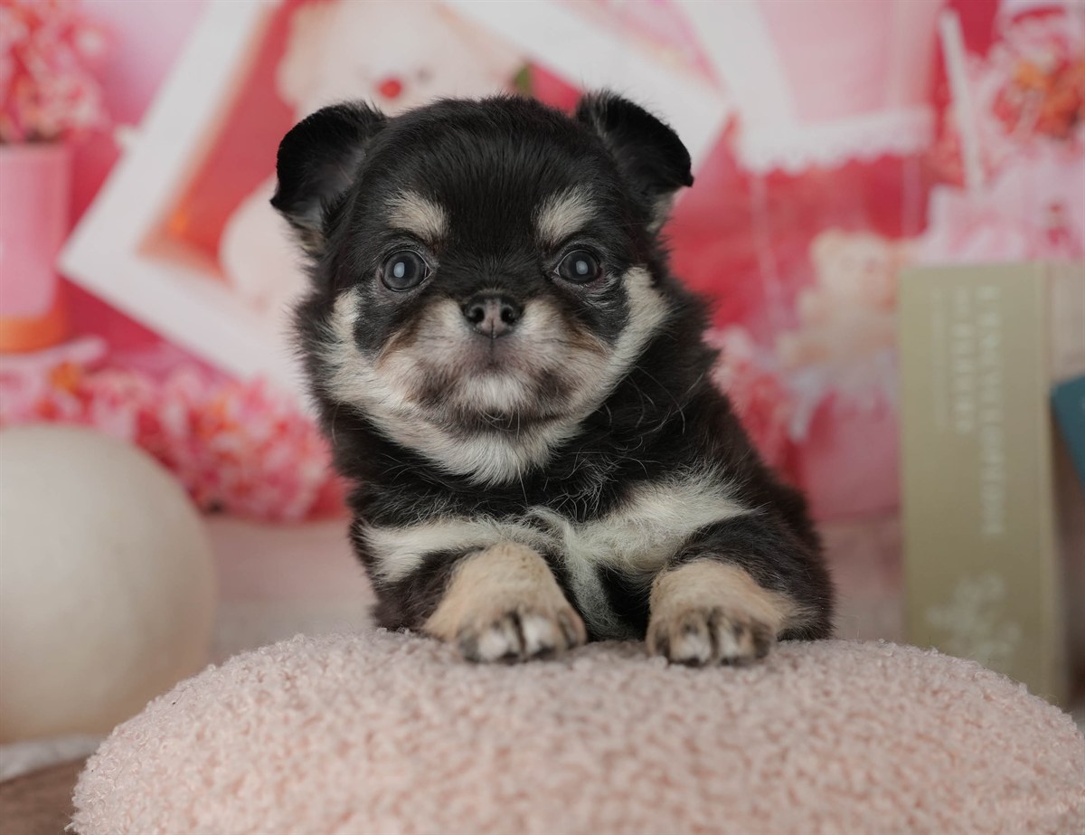 チワワ(ロング) | 女の子 | ブラック&タン | 2026年2月24日（ID:dog-200015699）