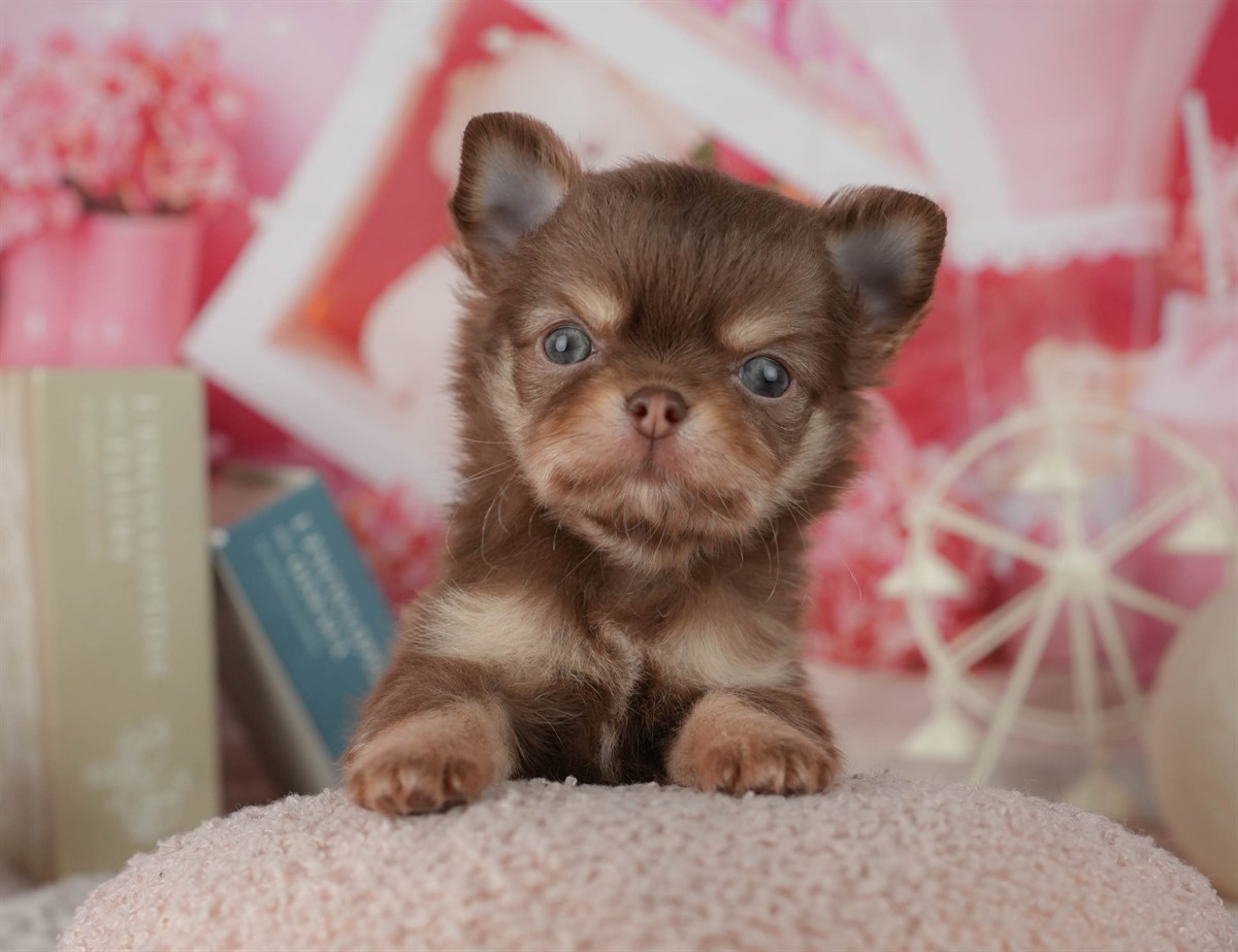 チワワ(ロング) | 男の子 | チョコレート&タン | 2026年2月24日（ID:dog-200015700）