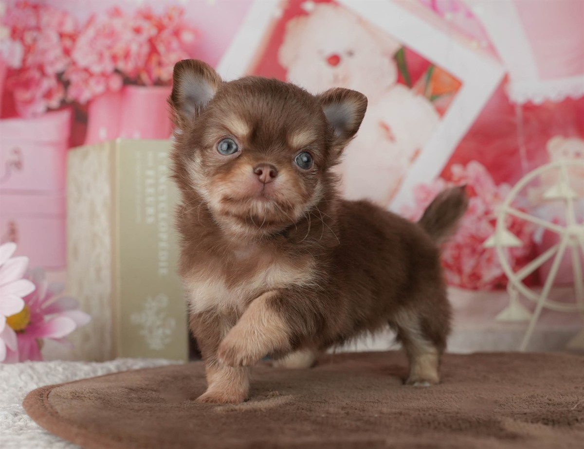 チワワ(ロング) | 男の子 | チョコレート&タン | 2026年2月24日（ID:dog-200015700）