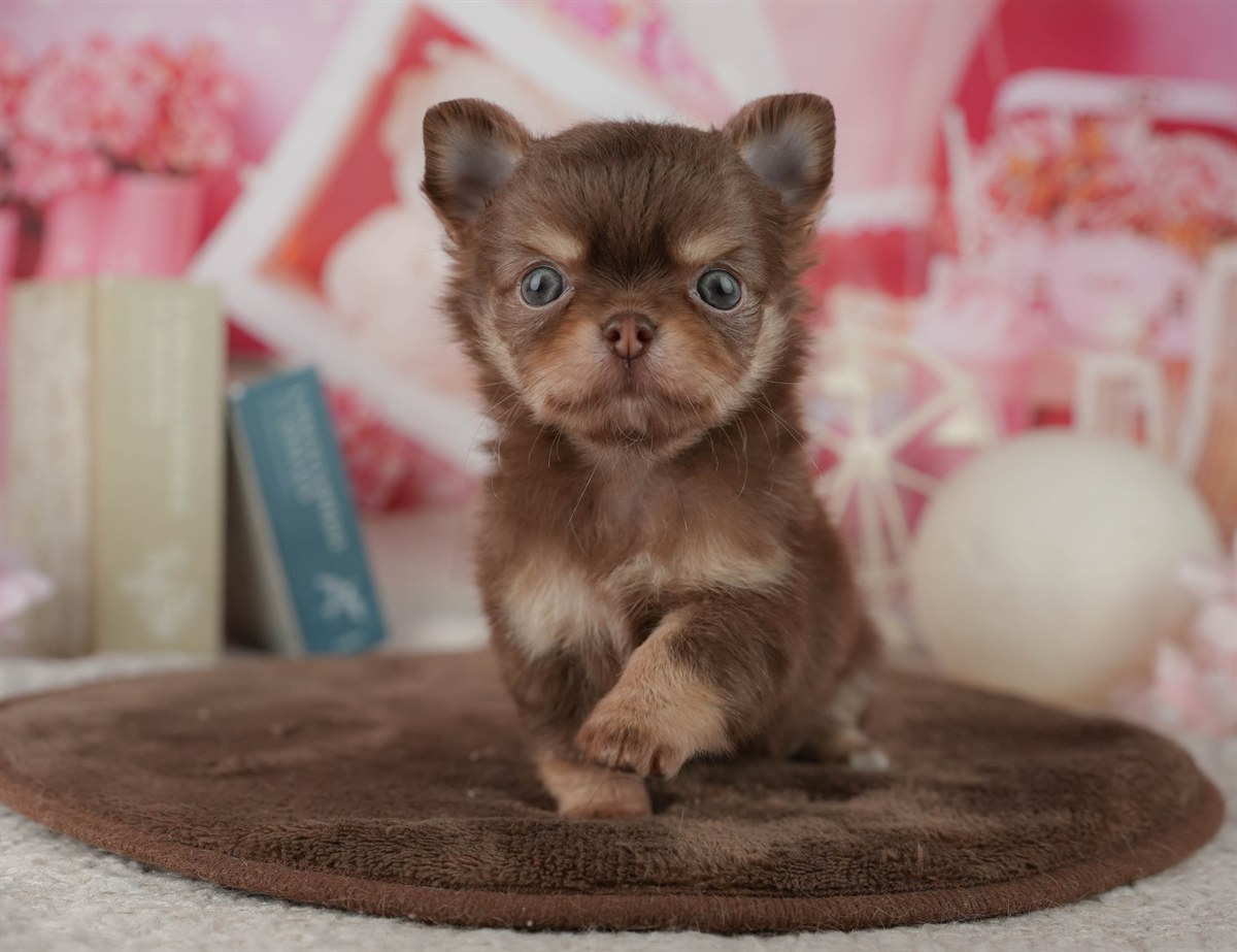 チワワ(ロング) | 男の子 | チョコレート&タン | 2026年2月24日（ID:dog-200015700）