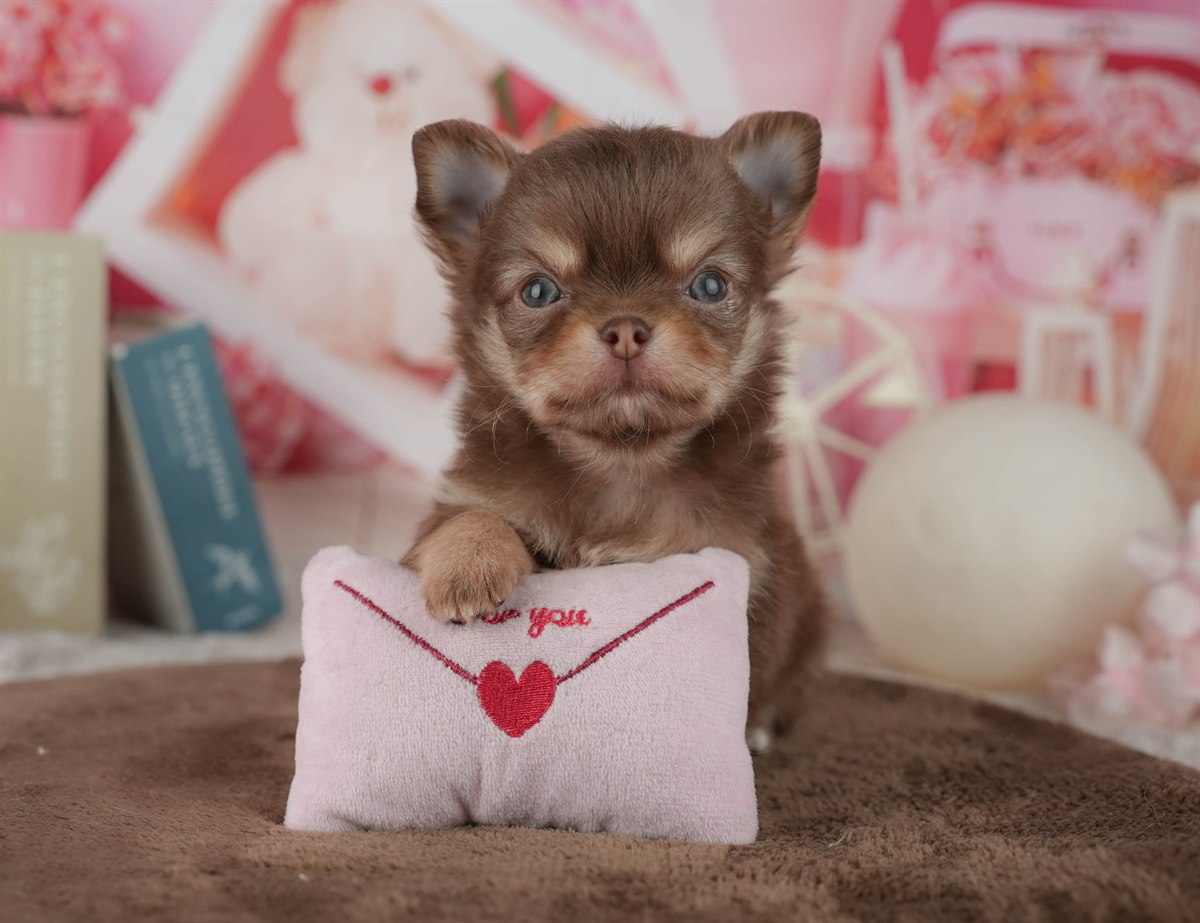 チワワ(ロング) | 男の子 | チョコレート&タン | 2026年2月24日（ID:dog-200015700）