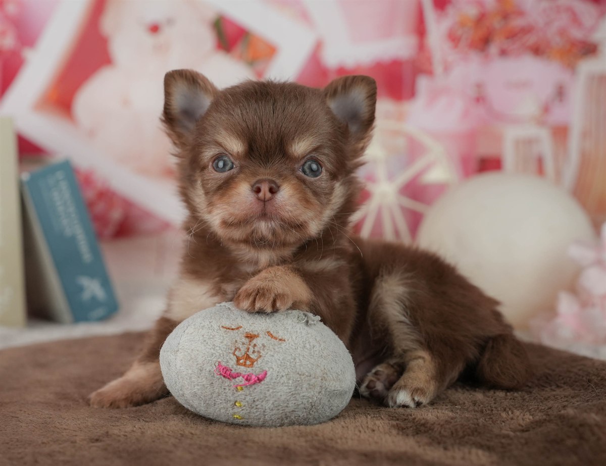 チワワ(ロング) | 男の子 | チョコレート&タン | 2026年2月24日（ID:dog-200015700）