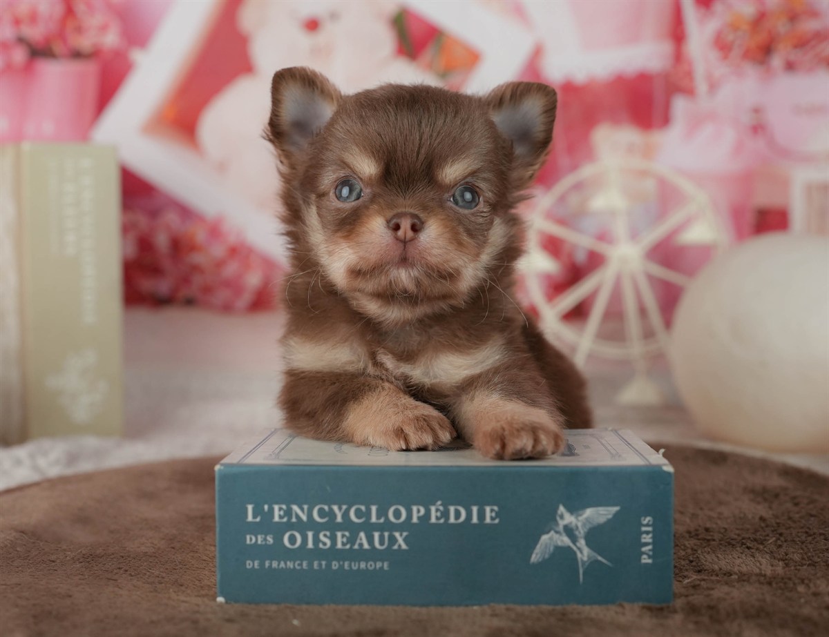 チワワ(ロング) | 男の子 | チョコレート&タン | 2026年2月24日（ID:dog-200015700）