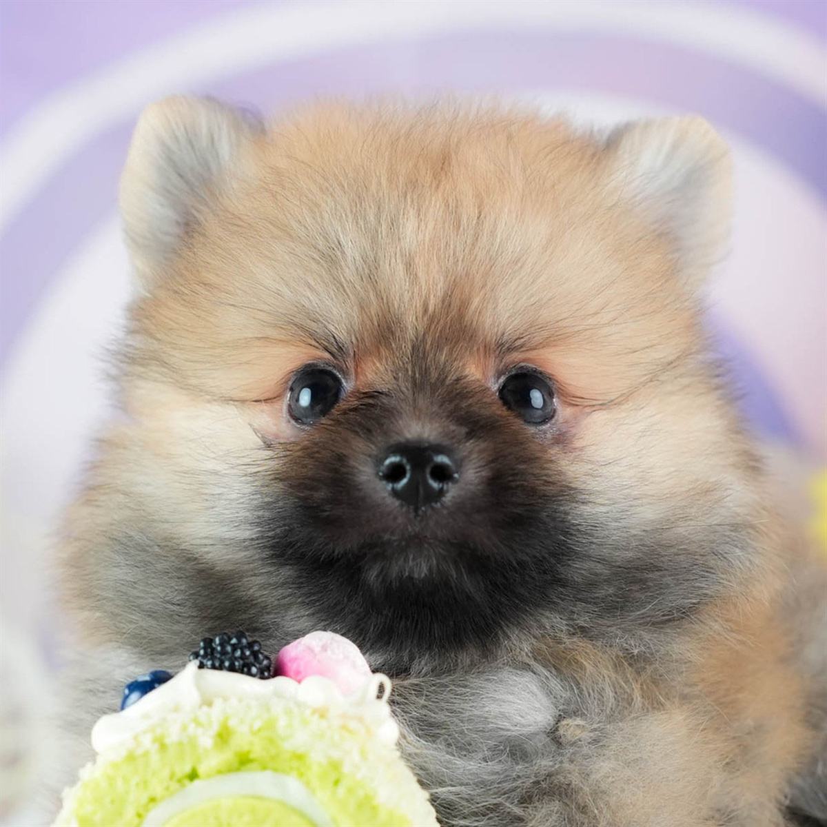 ポメラニアン | 男の子 | オレンジ | 2026年2月24日（ID:dog-200015703）