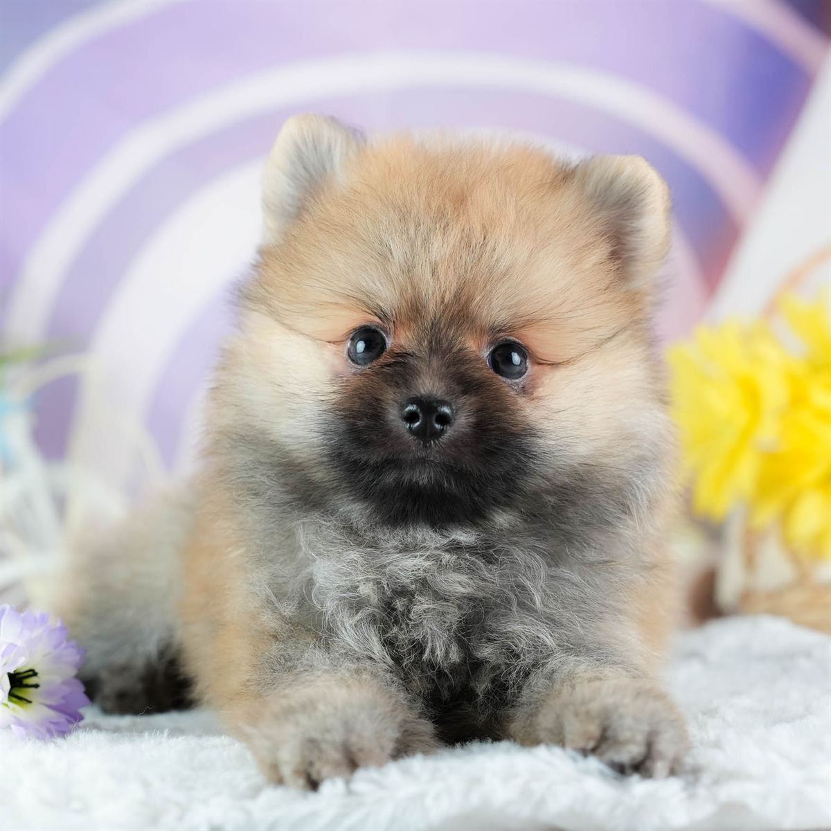 ポメラニアン | 男の子 | オレンジ | 2026年2月24日（ID:dog-200015703）