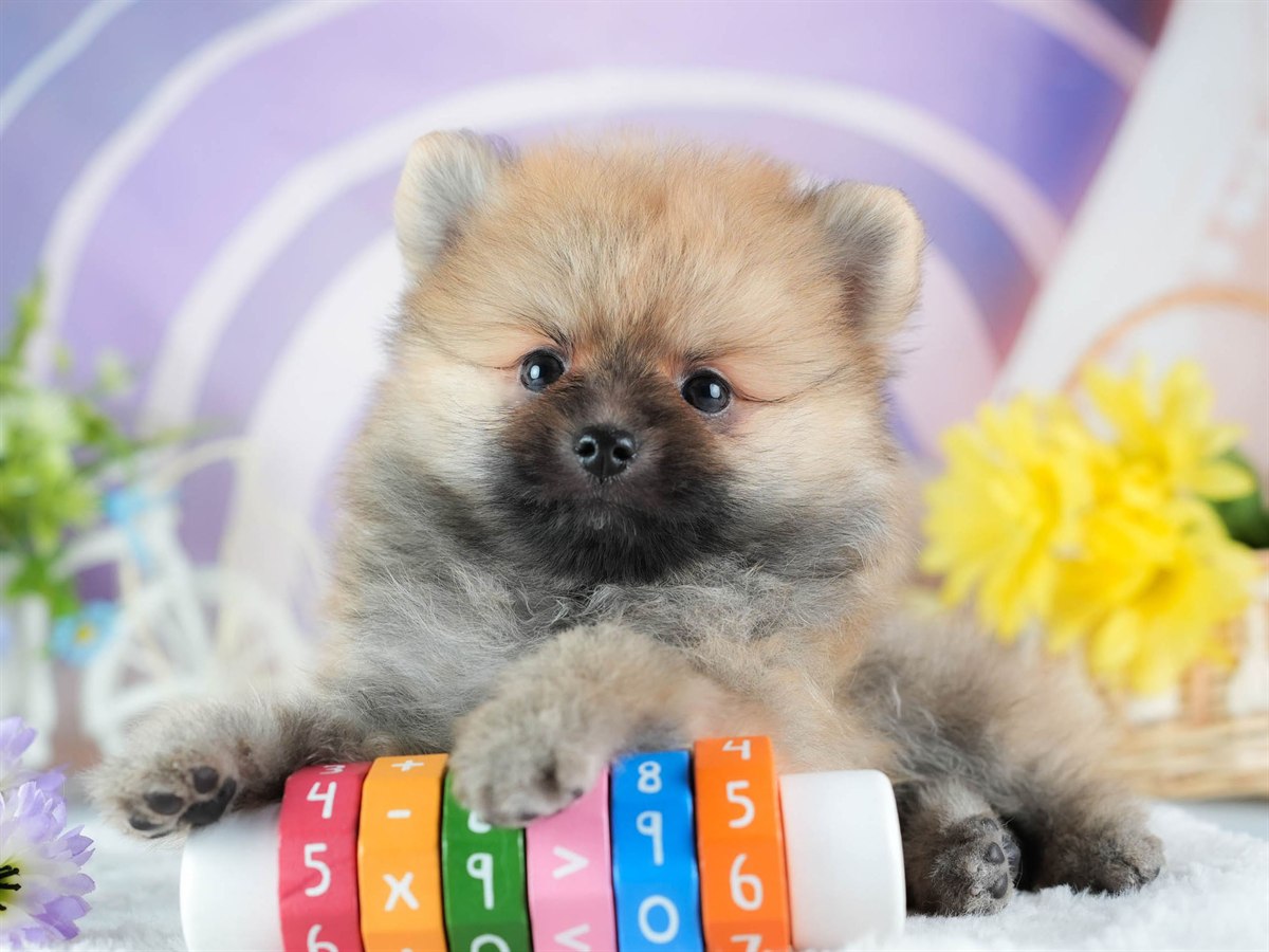 ポメラニアン | 男の子 | オレンジ | 2026年2月24日（ID:dog-200015703）