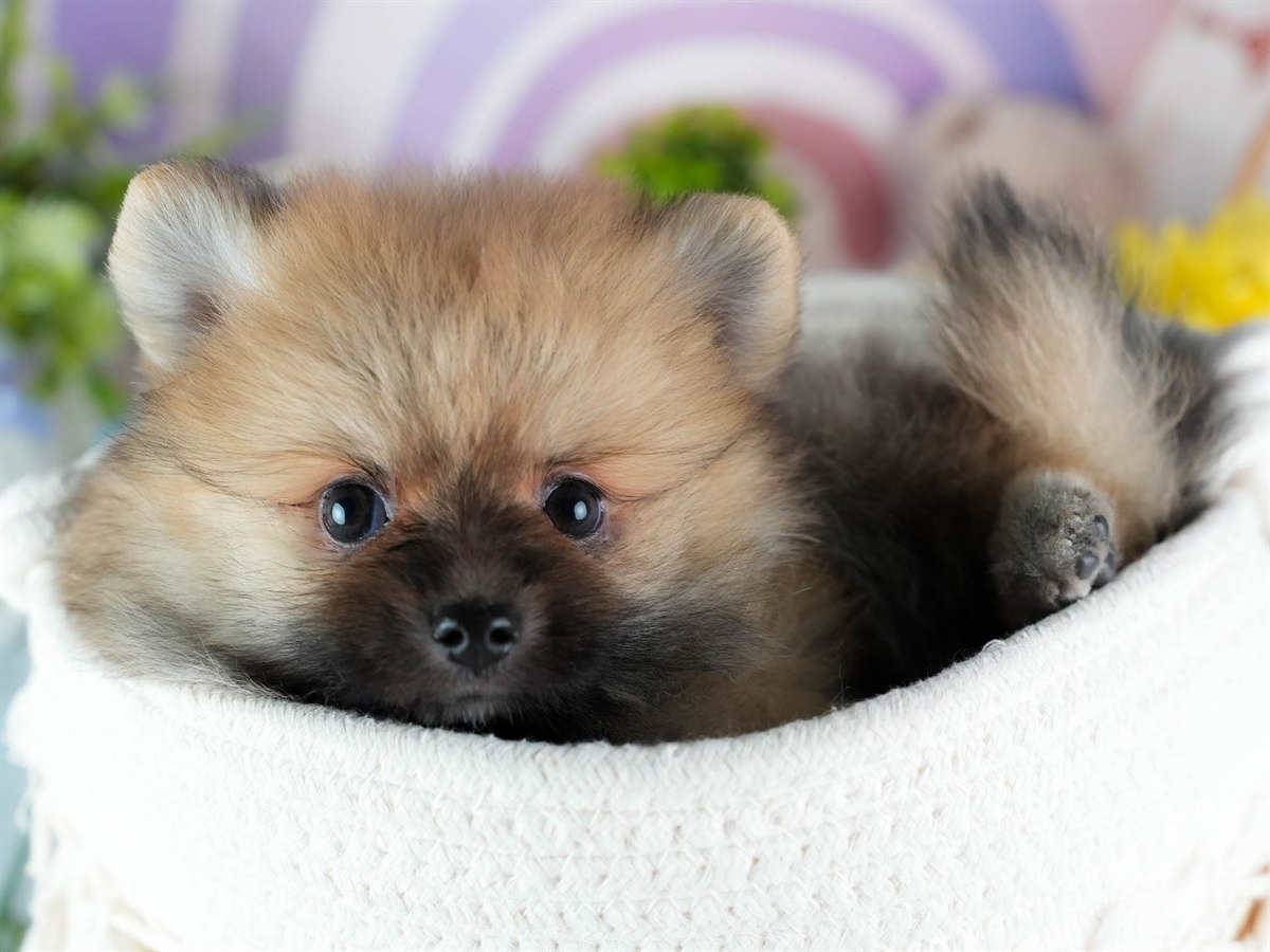 ポメラニアン | 男の子 | オレンジ | 2026年2月24日（ID:dog-200015703）