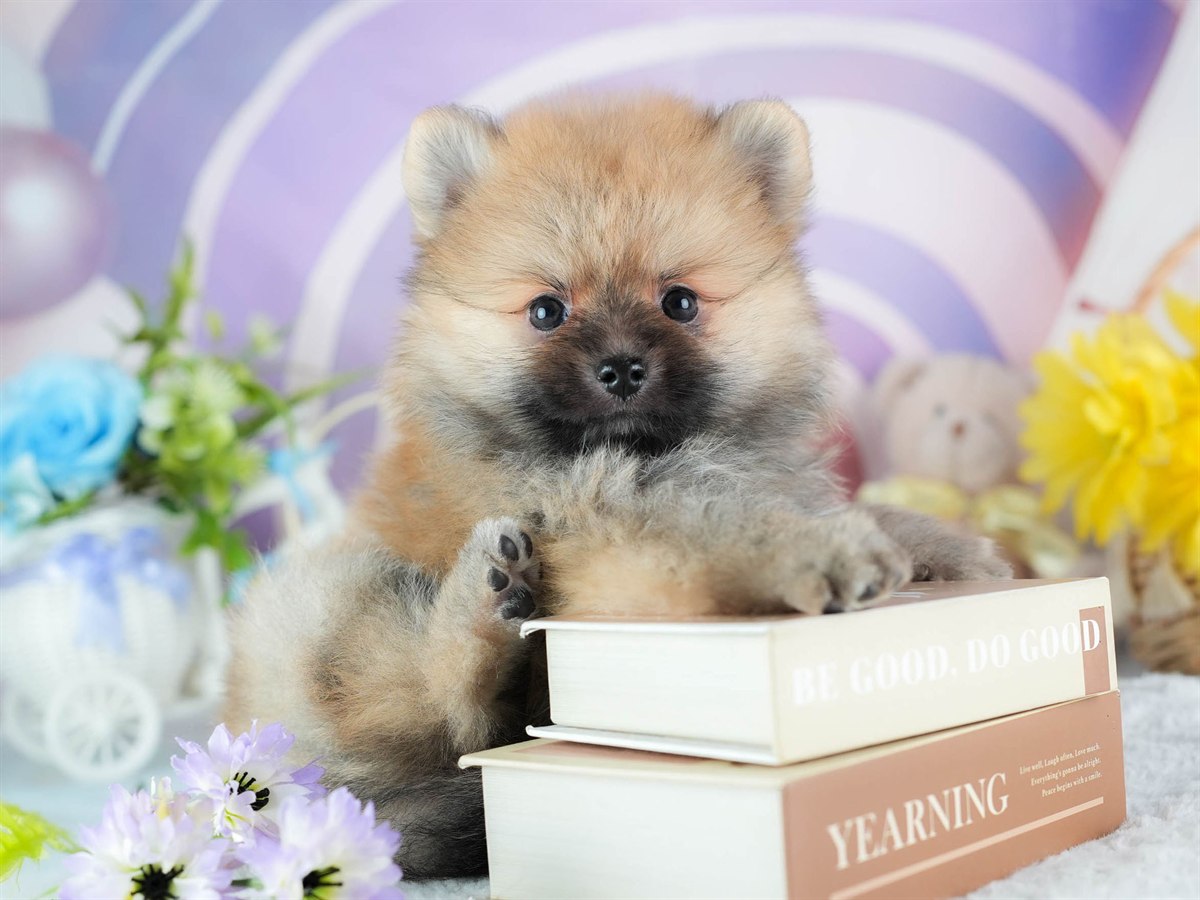 ポメラニアン | 男の子 | オレンジ | 2026年2月24日（ID:dog-200015703）