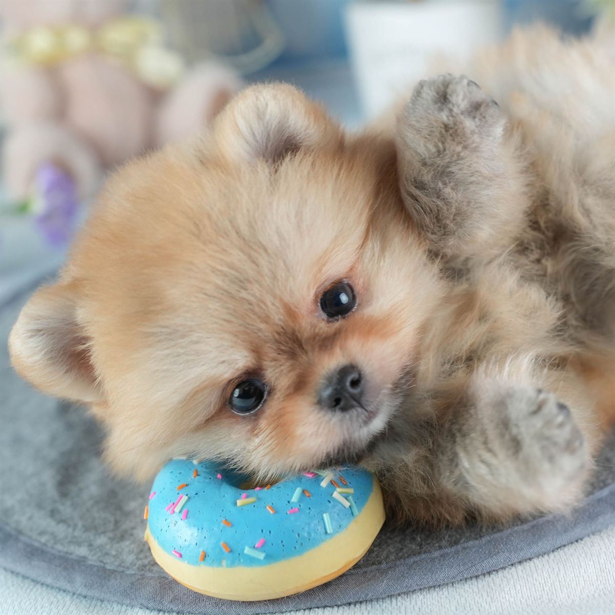 ポメラニアン | 女の子 | オレンジ | 2026年2月24日（ID:dog-200015704）