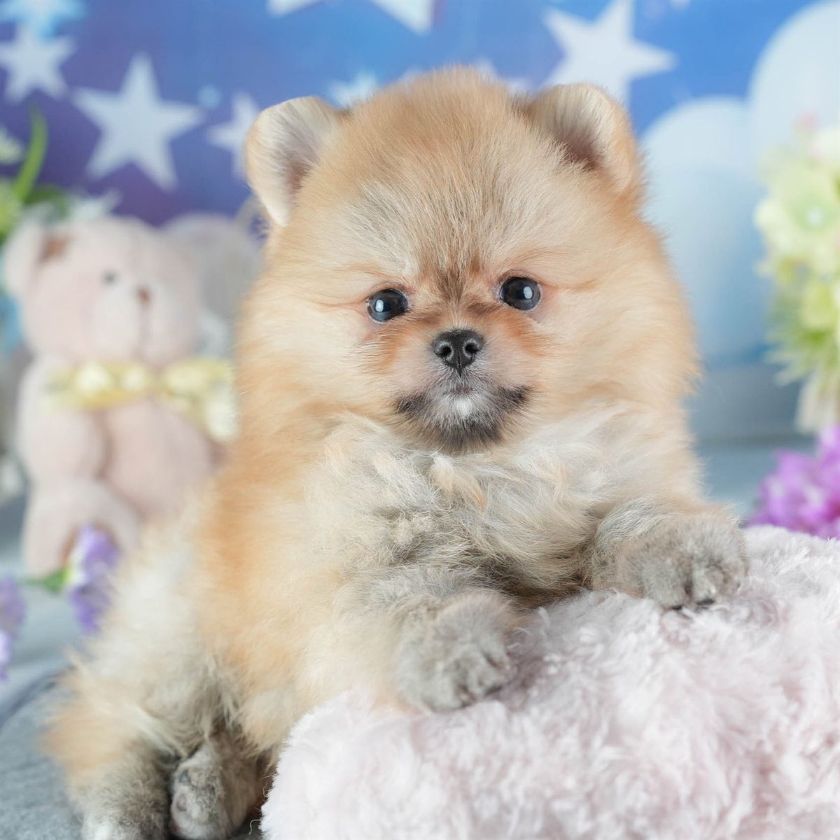 ポメラニアン | 女の子 | オレンジ | 2026年2月24日（ID:dog-200015704）