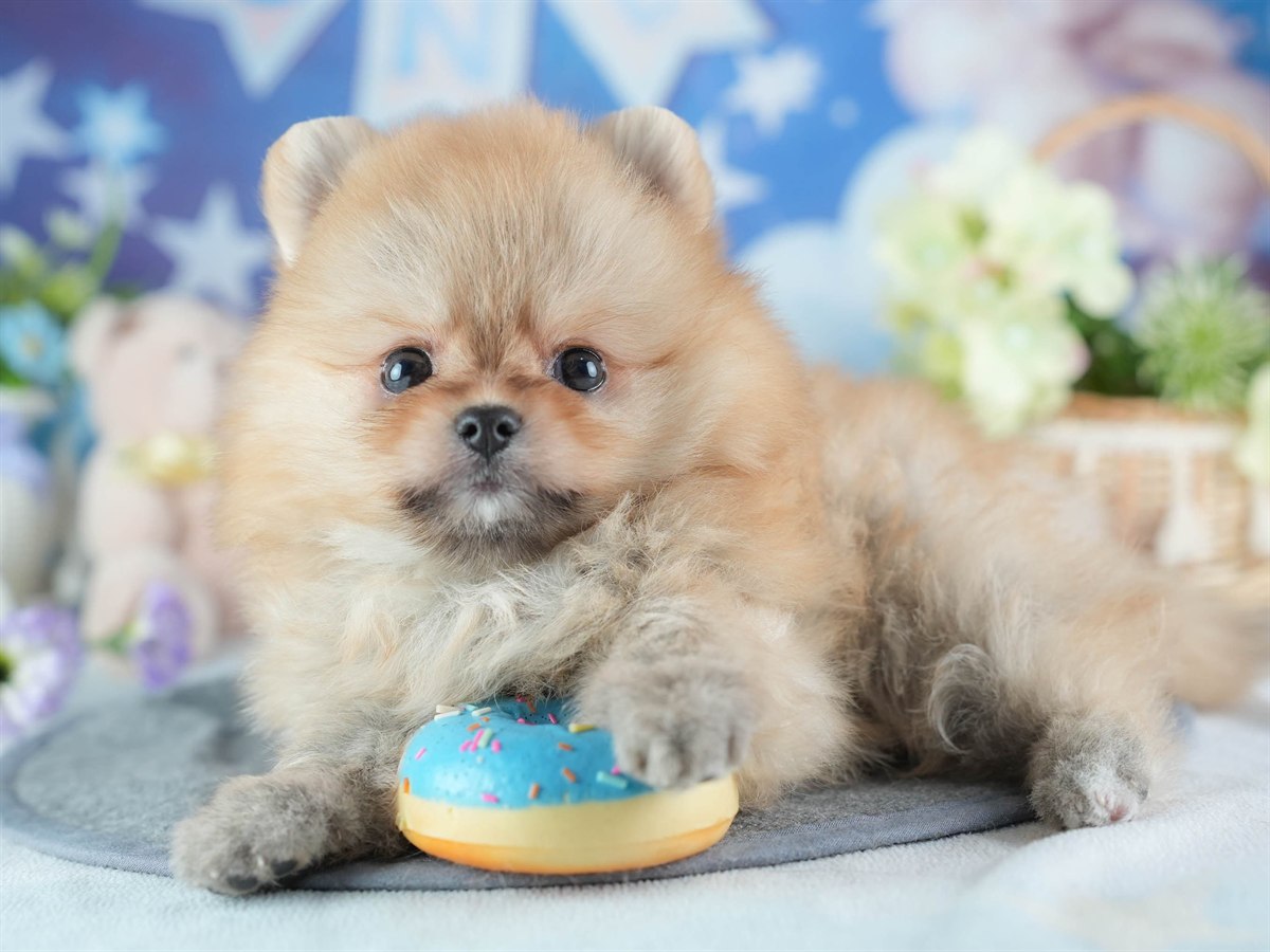 ポメラニアン | 女の子 | オレンジ | 2026年2月24日（ID:dog-200015704）