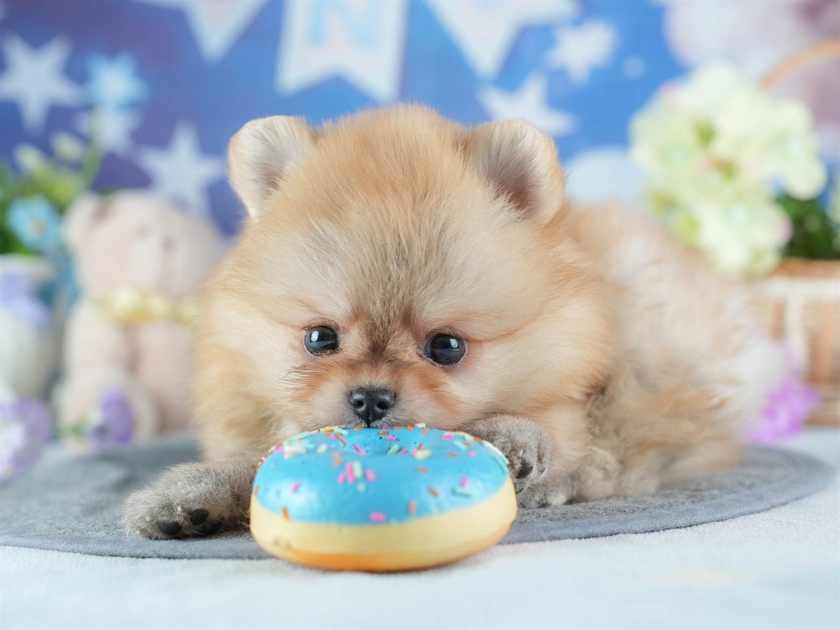 ポメラニアン | 女の子 | オレンジ | 2026年2月24日（ID:dog-200015704）