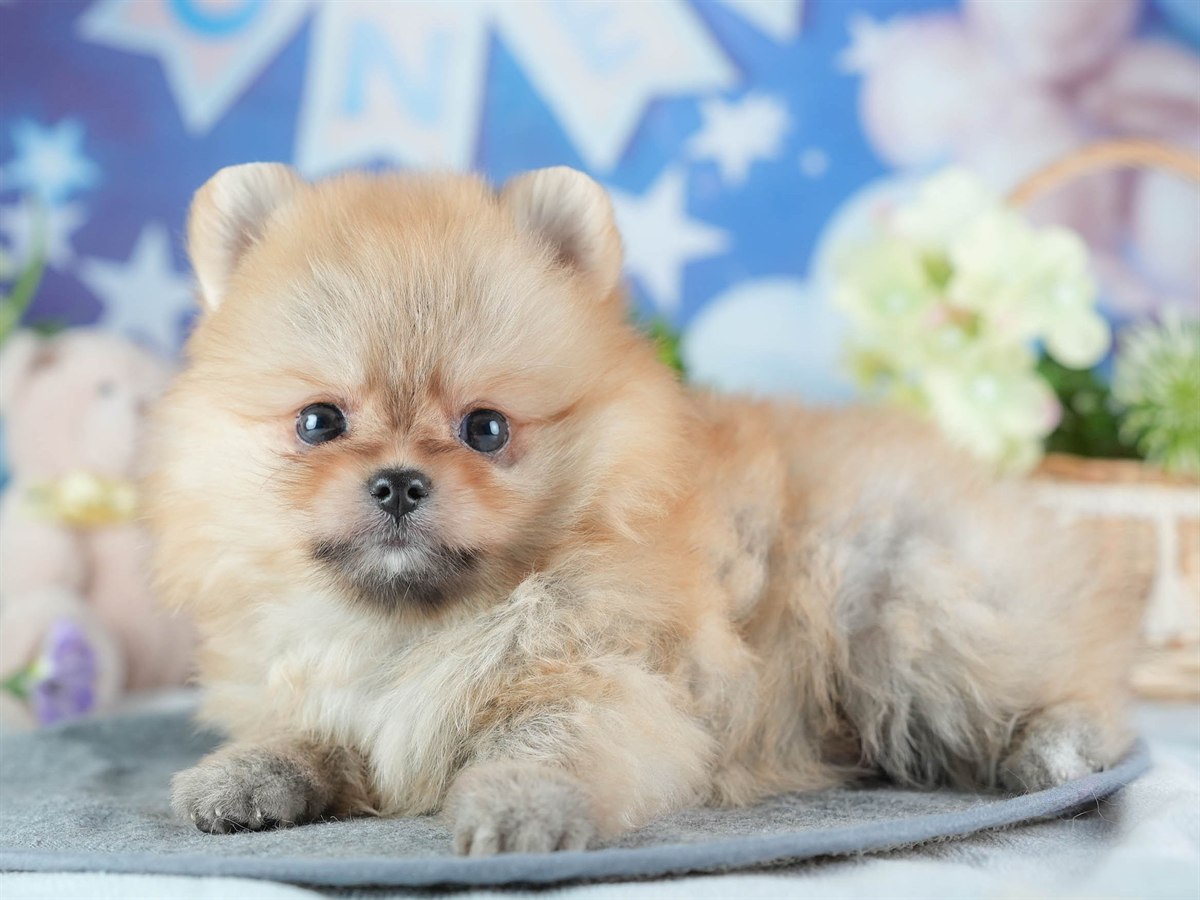 ポメラニアン | 女の子 | オレンジ | 2026年2月24日（ID:dog-200015704）
