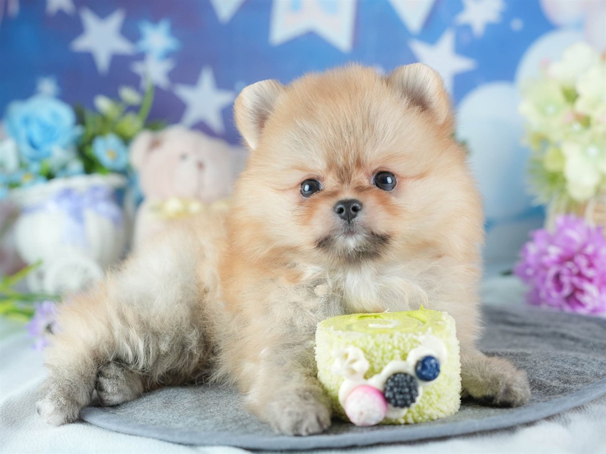 ポメラニアン | 女の子 | オレンジ | 2026年2月24日（ID:dog-200015704）