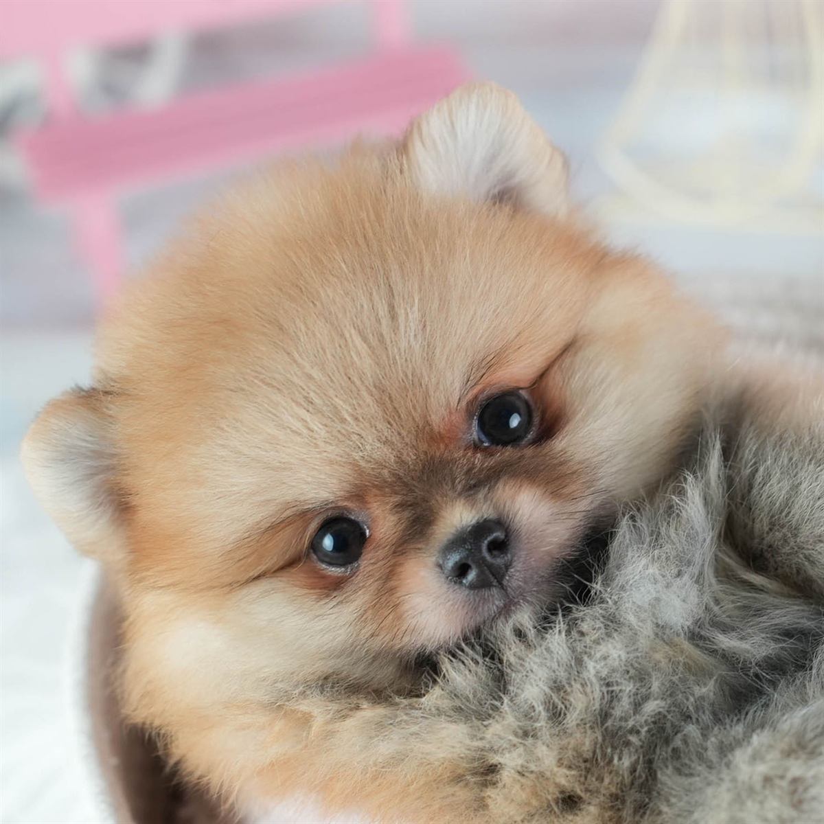 ポメラニアン | 女の子 | オレンジ | 2026年2月24日（ID:dog-200015706）