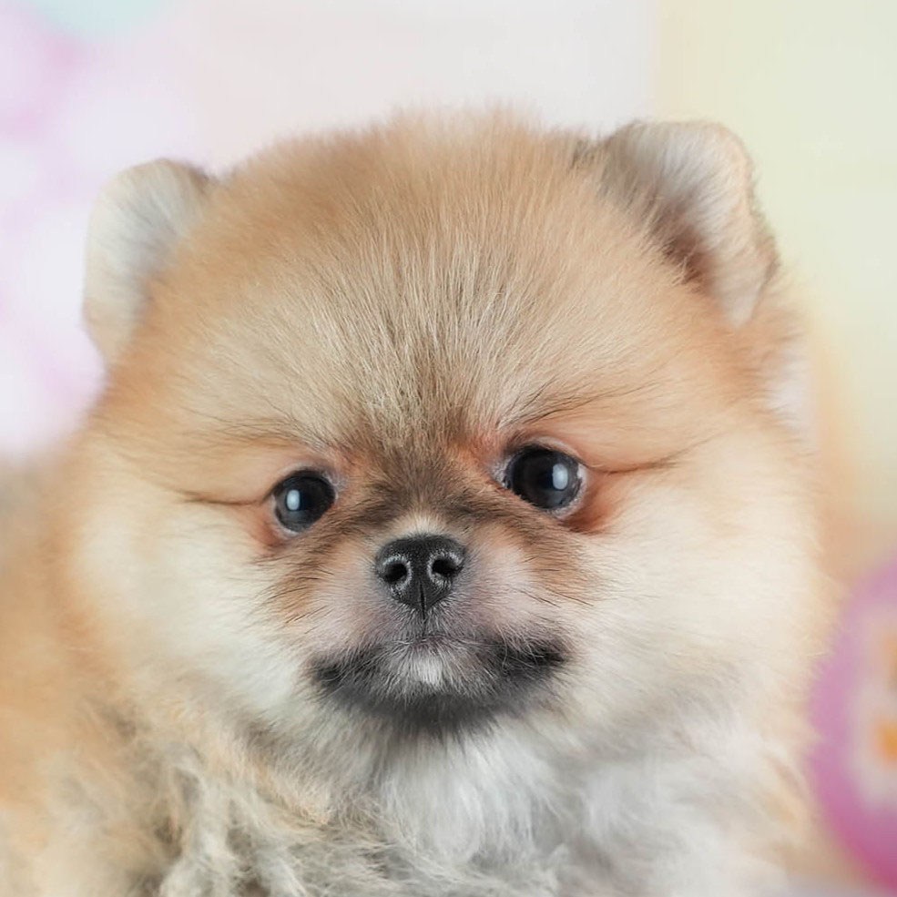 ポメラニアン | 女の子 | オレンジ | 2026年2月24日（ID:dog-200015706）