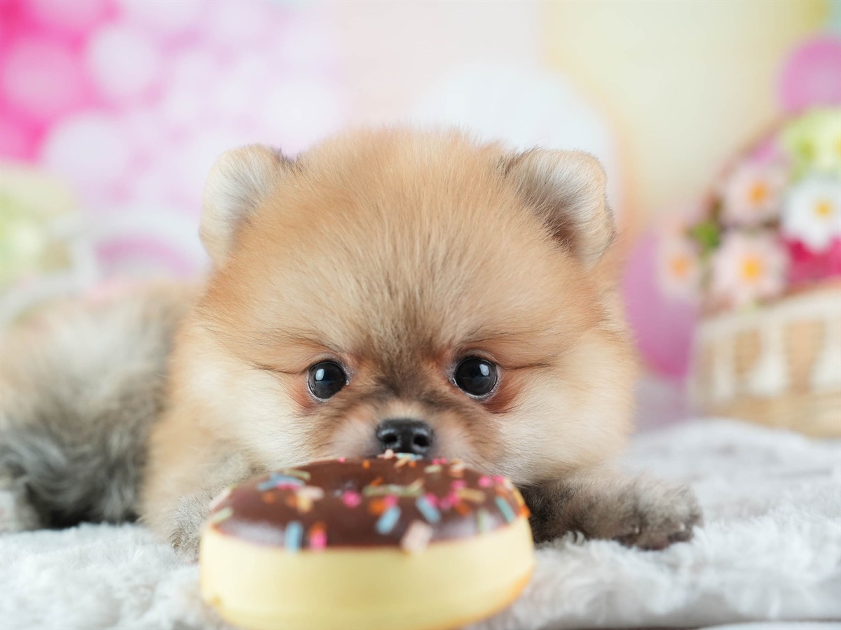 ポメラニアン | 女の子 | オレンジ | 2026年2月24日（ID:dog-200015706）