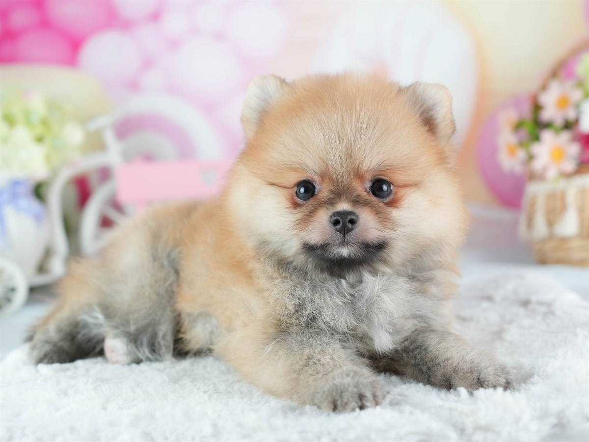 ポメラニアン | 女の子 | オレンジ | 2026年2月24日（ID:dog-200015706）