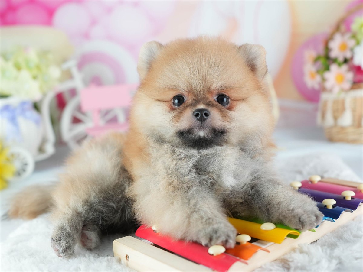 ポメラニアン | 女の子 | オレンジ | 2026年2月24日（ID:dog-200015706）