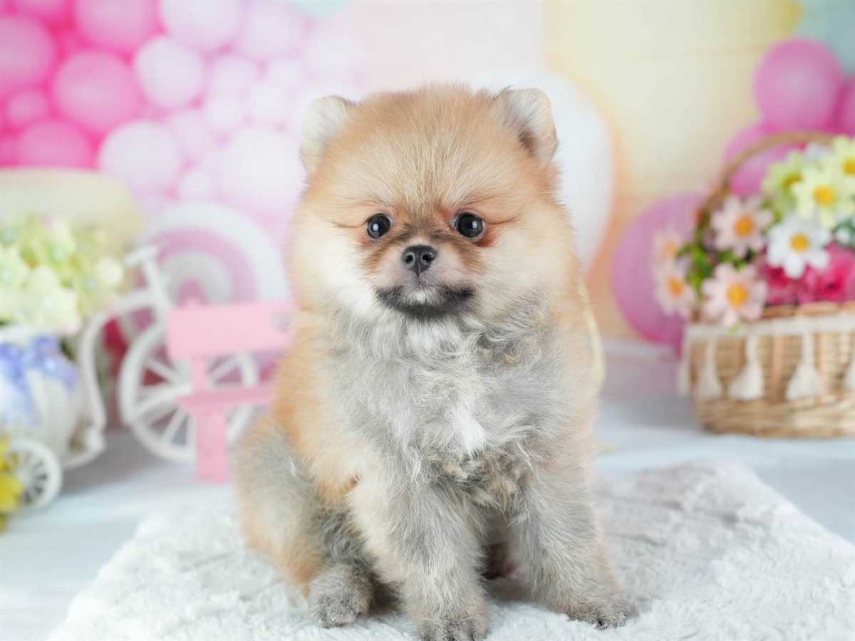 ポメラニアン | 女の子 | オレンジ | 2026年2月24日（ID:dog-200015706）